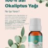 Okaliptus_5